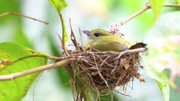 Female Orange Collared Manakin Sitting Its Birds Nest Beautiful Costa — стоковое видео