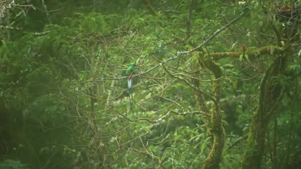 Resplendent Quetzal Pharomachrus Mocinno Tropical Bird Costa Rica Amazing Green — Vídeo de Stock