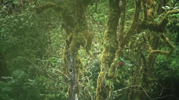 Male Resplendent Quetzal Pharomachrus Mocinno Rainforest Flying Returning Its Birds — Stockvideo