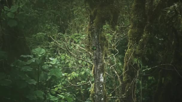 Male Resplendent Quetzal Pharomachrus Mocinno Rainforest Flying Leaing Its Birds — Αρχείο Βίντεο