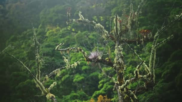 Lichen Rainforest Trees Close Detail Greenery Lush Green Scenery Tropical — 비디오