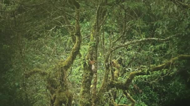 Lichen Rainforest Trees Close Detail Greenery Lush Green Scenery Tropical — Stockvideo