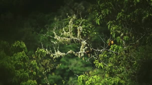 Lichen Rainforest Trees Close Detail Greenery Lush Green Scenery Tropical — Stok video