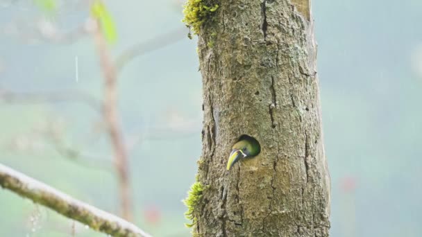 Costa Rica Colourful Birds Emerald Toucanet Aulacorhynchus Prasinus Beautiful Green — ストック動画