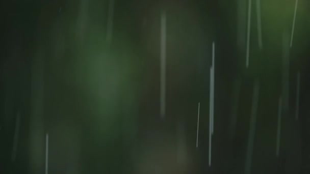 Raining Close Detail Rain Rainforest Rainy Season Storm Bad Wet — Αρχείο Βίντεο