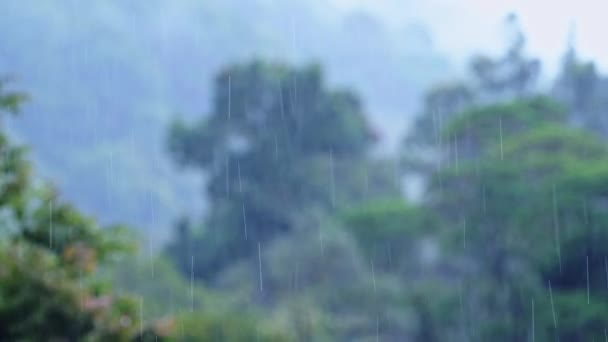 Heavy Rain Rainforest Trees Raining Rainy Season Tropical Storm Landscape — Αρχείο Βίντεο