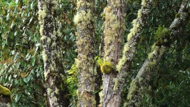 Lichen Rainforest Trees Close Detail Greenery Lush Green Scenery Tropical — Αρχείο Βίντεο