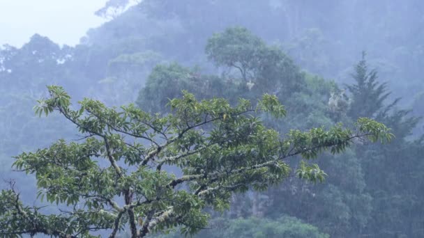 Heavy Rain Rainforest Trees Raining Rainy Season Tropical Storm Landscape — Vídeo de Stock