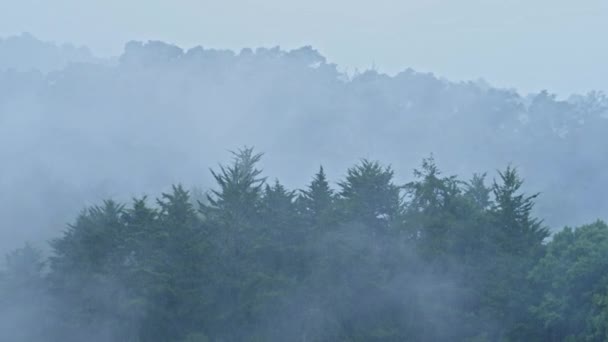 Heavy Rain Pine Trees Forest Landscape Misty Foggy Blue Scenery — 图库视频影像