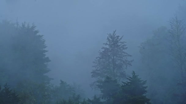 Heavy Rain Rainforest Trees Raining Rainy Season Tropical Storm Landscape — ストック動画
