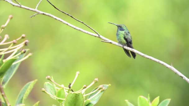 Exotic Bird Costa Rica Lesser Violtear Mountain Voilet Ear Aka — Stockvideo