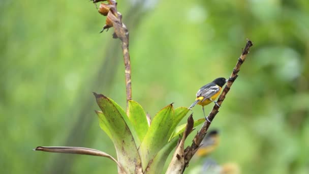 Exotic Bird Costa Rica Baltimore Oriel Icterus Galbula Colourful Bird — Stockvideo