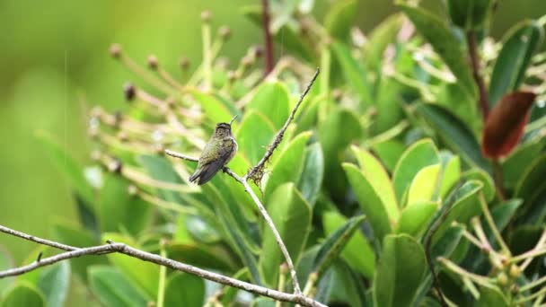Animals Rain Raining Wet Volcano Hummingbird Costa Rica Selasphorus Flammula — ストック動画