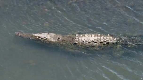 Costa Rica Wildlife Aerial Drone View One American Crocodile Crocodylus — ストック動画