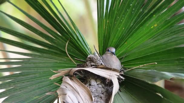 Costa Rica Birds Whimbrel Perched Perching Branch Tarcoles River Birdlife — Αρχείο Βίντεο