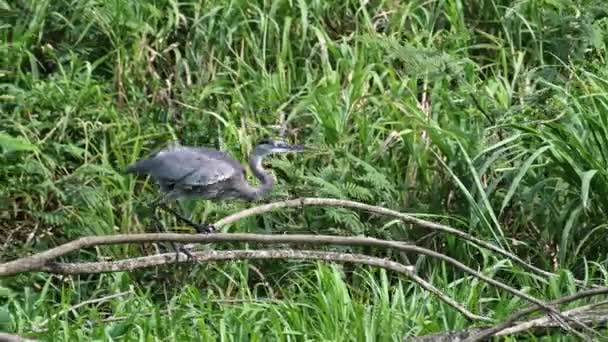 Costa Rica Birds Great Blue Heron Ardea Herodias Flying Taking — Αρχείο Βίντεο