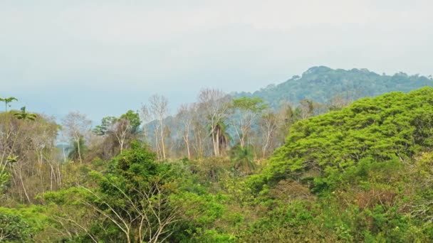 Costa Rica Tarcoles River Landscape Beautiful Green Scenery While Moving — Stok video