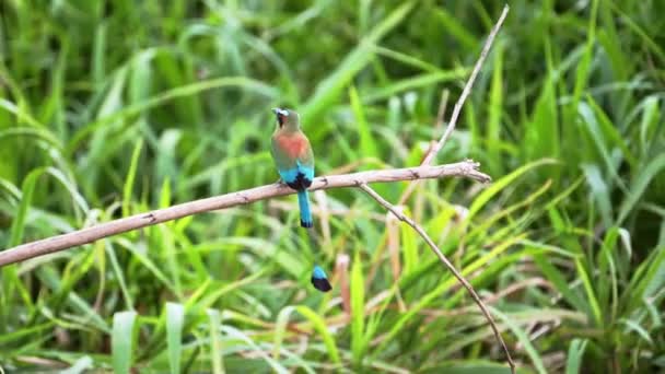 Costa Rica Exotic Bird Flying Turquoise Browed Motmot Eumomota Superciliosa — Video