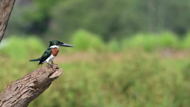 Costa Rica Birds Amazon Kingfisher Chlorceryle Amazona Σκαρφαλωμένο Σκαρφαλωμένο Ένα — Αρχείο Βίντεο