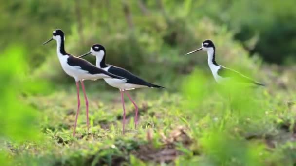 Costa Rica Birds Whimbrel Perched Perching Branch Tarcoles River Birdlife — Stock videók