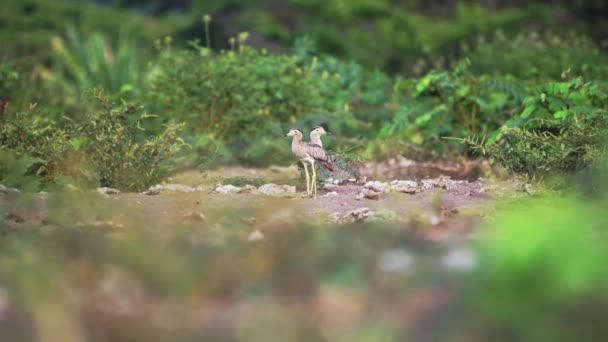 Costa Rica Birds Double Striped Thick Knee Stone Curlew Burhinus — Vídeos de Stock