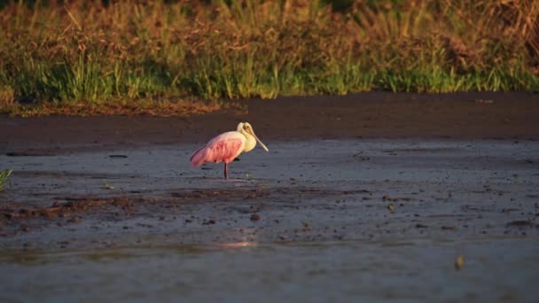 Costa Rica Wildlife Birds Pink Roseate Spoonbill Platalea Ajaja Tarcoles — Stok video