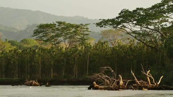 Costa Rica Tarcoles River Landscape Beautiful Green Scenery While Moving — стокове відео