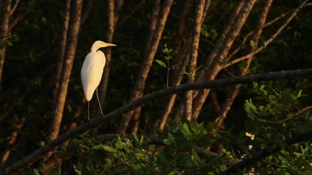 Costa Rica Birds Great White Heron Egretta Thula Perched Perching — 图库视频影像