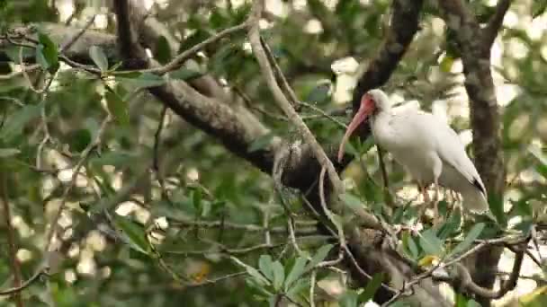 Costa Rica Birds American White Ibis Eudocimus Albus Perched Perching — ストック動画