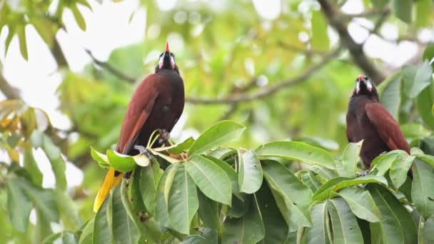 Montezuma Oropendola Psarocolius Montezuma Costa Rica Bird Wildlife Rainforest Tortuguero — Vídeo de Stock