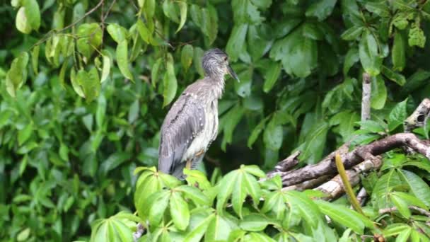 Great Blue Heron Ardea Herodias Bird Costa Rica Animals Rainforest — 图库视频影像