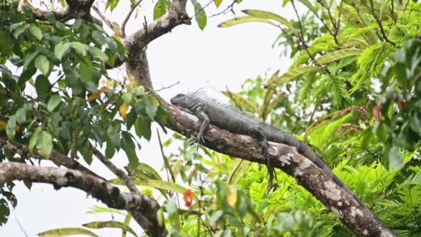 Costa Rica Wildlife Green Iguana Warm Blooded Reptile Rainforest Lying – stockvideo