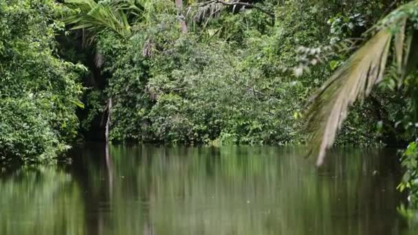 Tropical Jungle Scenery Costa Rica Rainforest Tortuguero National Park Trees — Vídeo de Stock