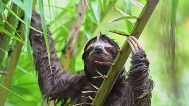 Sloth Rainforest Costa Rica Wildlife Climbing Tree Brown Throated Three — стоковое видео