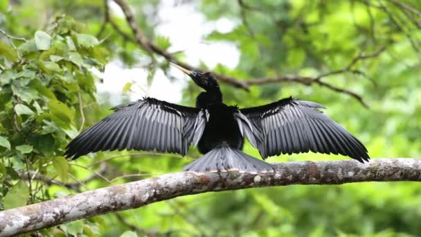 Costa Rica Wildlife Anhinga Bird Anhinga Anhinga Rainforest Drying Its — ストック動画