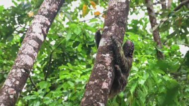 Rainforest Wildlife, Sloth in Costa Rica, Climbing a Tree, Brown Throated Three Toed Sloth (bradypus variegatus) Moving Slowly in Tortuguero National Park, Animals in the Wild, Central America