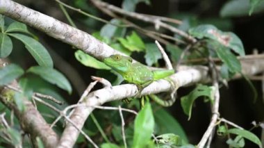 Green Plumed Basilisk Lizard (basiliscus plumifrons), Costa Rica Wildlife, Rainforest Animals in Tortuguero National Park, Central America, Beautiful Bright Green Brightly Coloured Wildlife