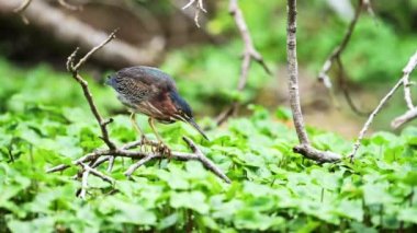 Costa Rica Wildlife Bare Throated Tiger Heron (tigrisoma mexicanum) Fishing in a River Catching Fish, Birds and Wildlife Animal Behaviour in Tortuguero National Park, Birdwatching in Central America