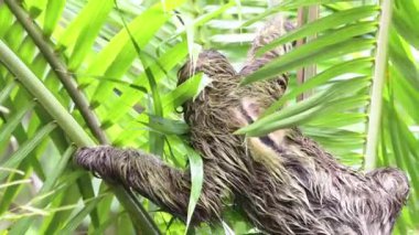 Sloth in Rainforest, Costa Rica Wildlife, Climbing a Tree, Brown Throated Three Toed Sloth (bradypus variegatus) Moving Slowly in Tree in Tortuguero National Park, Central America