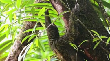Sloth in Rainforest, Costa Rica Wildlife, Climbing a Tree, Brown Throated Three Toed Sloth (bradypus variegatus) Moving Slowly in Tortuguero National Park, Animals in the Wild, Central America