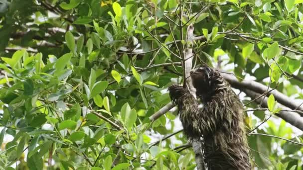 Sloth Rainforest Costa Rica Wildlife Climbing Tree Brown Throated Three — Stok video