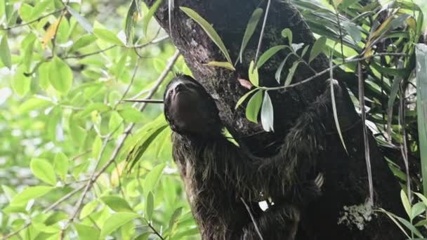 Sloth Rainforest Costa Rica Wildlife Climbing Tree Brown Throated Three — ストック動画