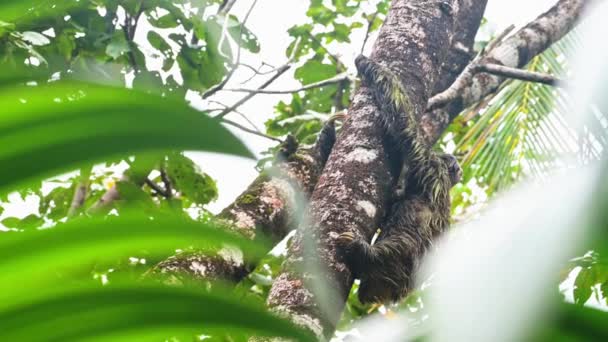Costa Rica Sloth Rainforest Climbing Tree Brown Throated Three Toed — Stockvideo
