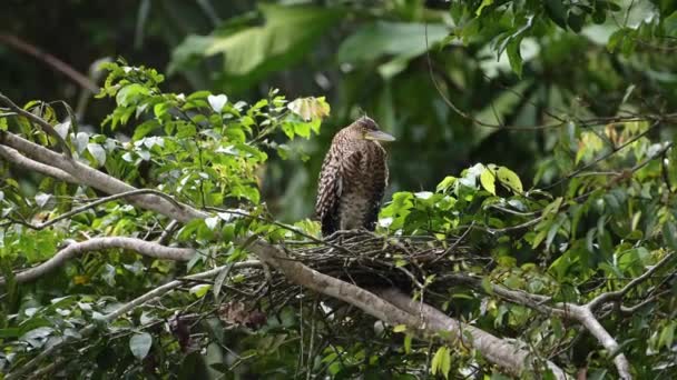 Costa Rica Wildlife Bare Throated Tiger Heron Tigrisoma Mexicanum Fishing — ストック動画