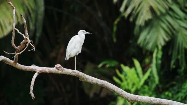 Little Blue Heron Egretta Caerulea Costa Rica Birds Wildlife Perched — стоковое видео
