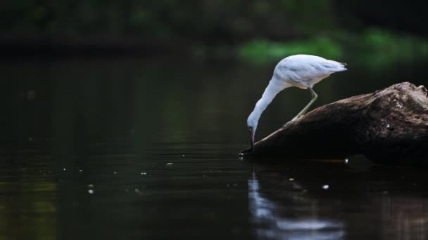 Little Blue Heron Egretta Caerulea Fishing River Catching Fish Costa — Video Stock