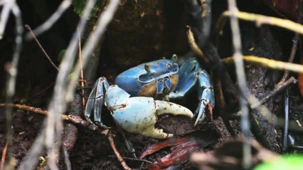 Blue Land Crab Cardisoma Guanhumi Costa Rica Wildlife Rainforest Animals — Αρχείο Βίντεο