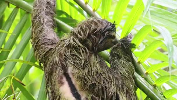 Rainforest Wildlife Sloth Costa Rica Climbing Tree Brown Throated Three — Stock video