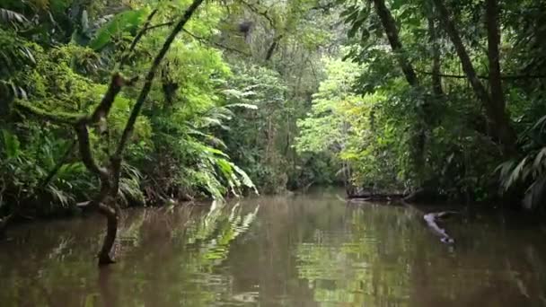 Поездка Лодке Через Тропические Джунгли Пейзаж Тропических Лесах Коста Рики — стоковое видео