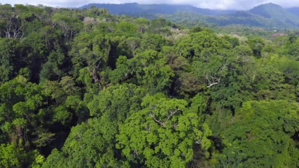 Aerial Drone View Primary Rainforest Canopy Large Trees Costa Rica — Stok video